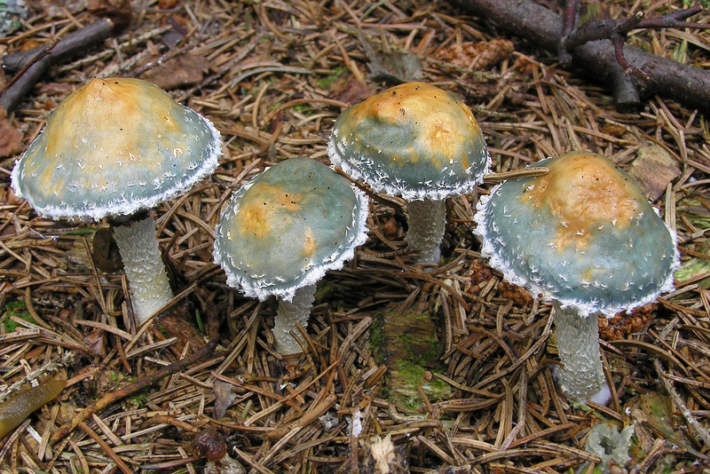 Stropharia aeruginosa